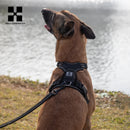 Peitoral Personalizado para Cães — Ajustável, Antipuxão, Refletivo e Almofadado para Passeios ao Ar Livre (Porte Pequeno, Médio e Grande)
