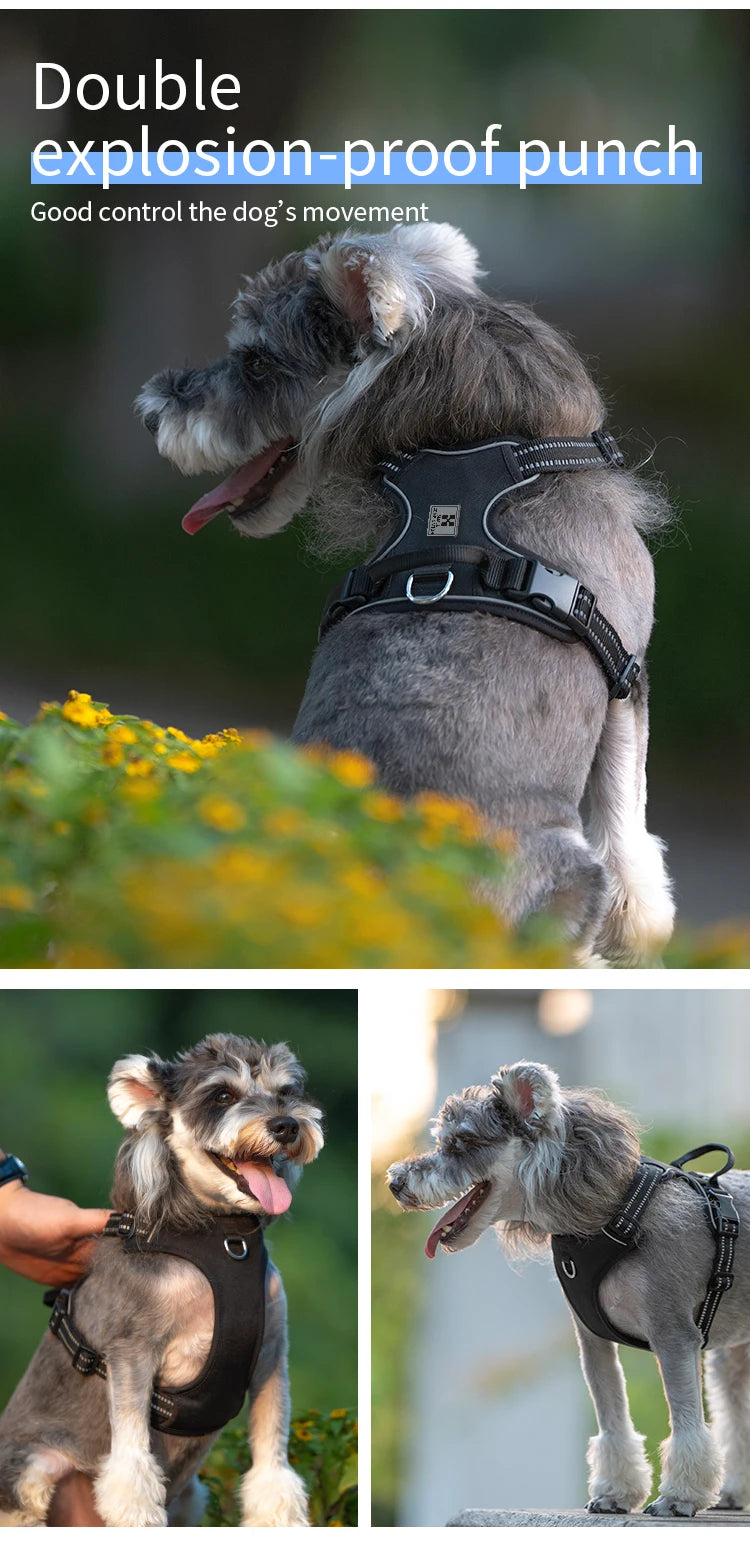 Peitoral Personalizado para Cães — Ajustável, Antipuxão, Refletivo e Almofadado para Passeios ao Ar Livre (Porte Pequeno, Médio e Grande)